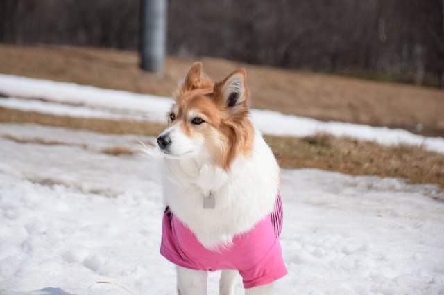 ファイル 39-7.jpg