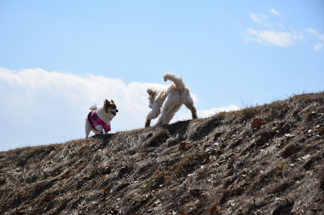 ファイル 39-8.jpg