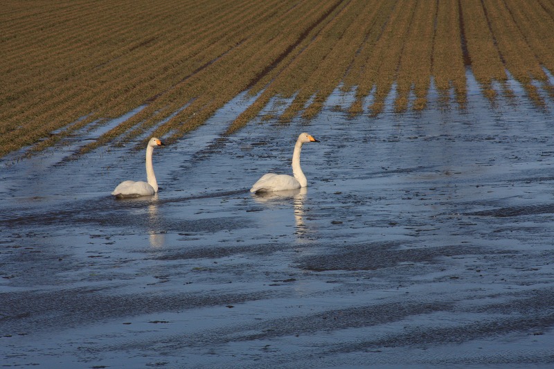 ファイル 41-1.jpg