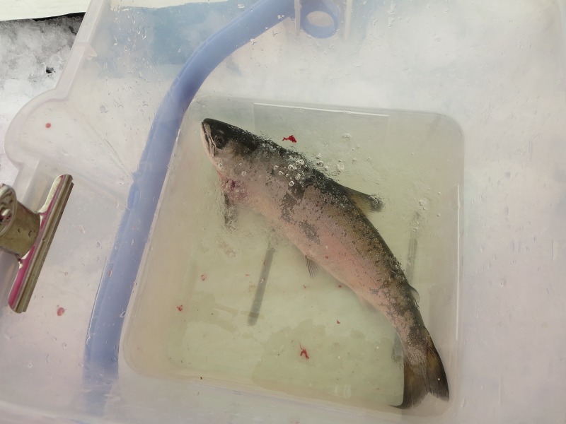 ファイル 42-2.jpg