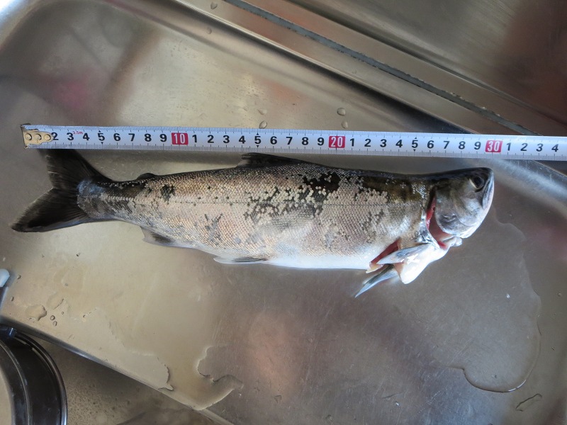 ファイル 42-8.jpg