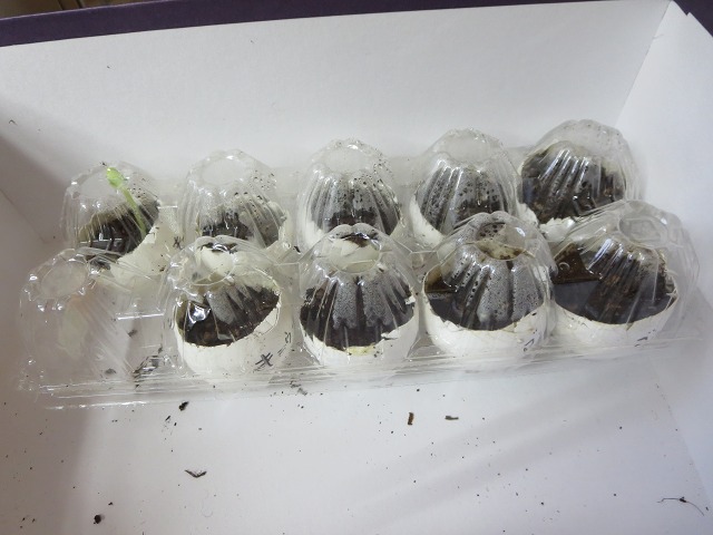 ファイル 45-6.jpg