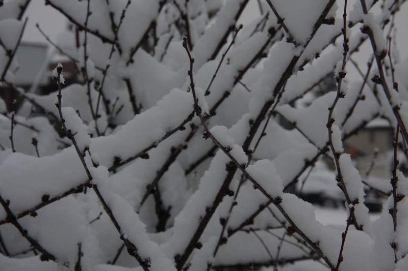 ファイル 46-2.jpg