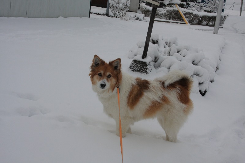 ファイル 46-3.jpg