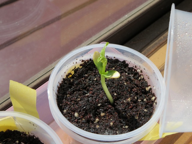 ファイル 50-3.jpg