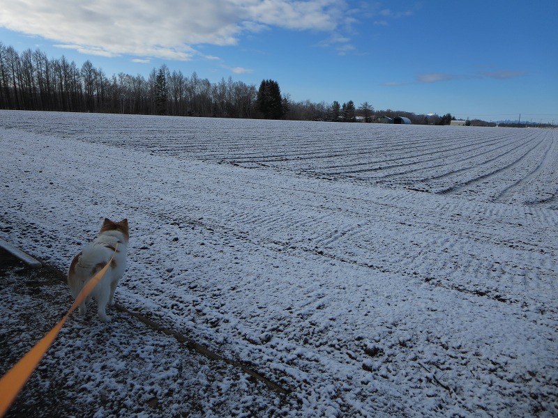 ファイル 51-1.jpg