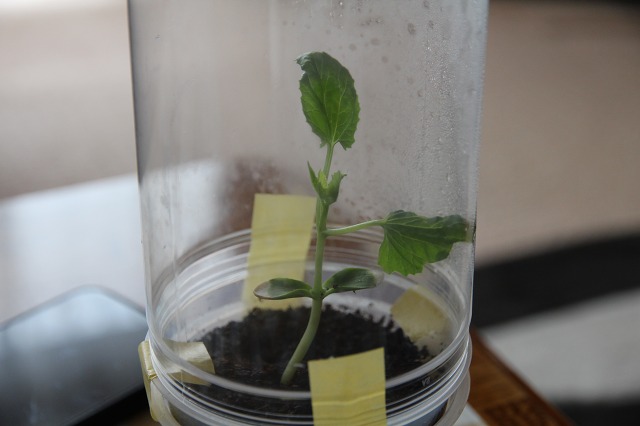 ファイル 53-1.jpg