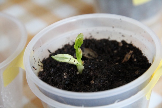 ファイル 53-3.jpg