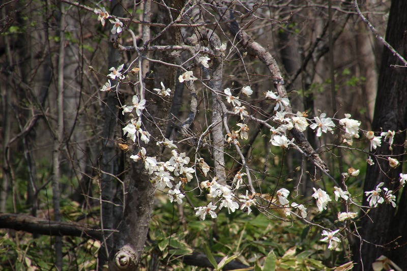 ファイル 57-6.jpg