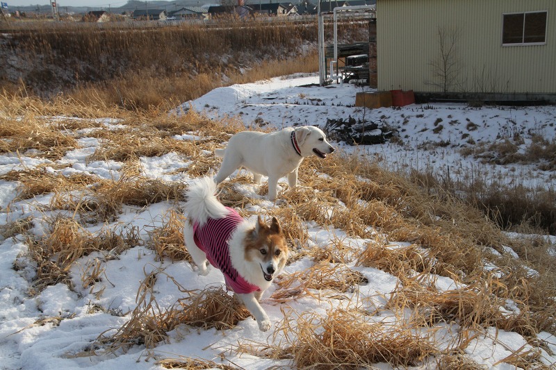 ファイル 6-1.jpg