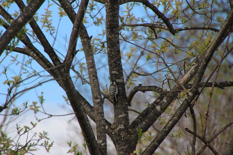 ファイル 62-5.jpg