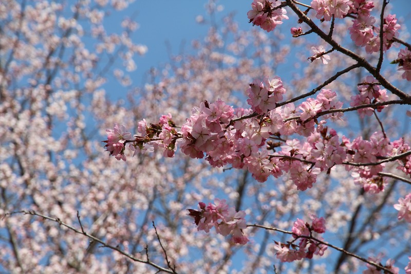 ファイル 64-7.jpg