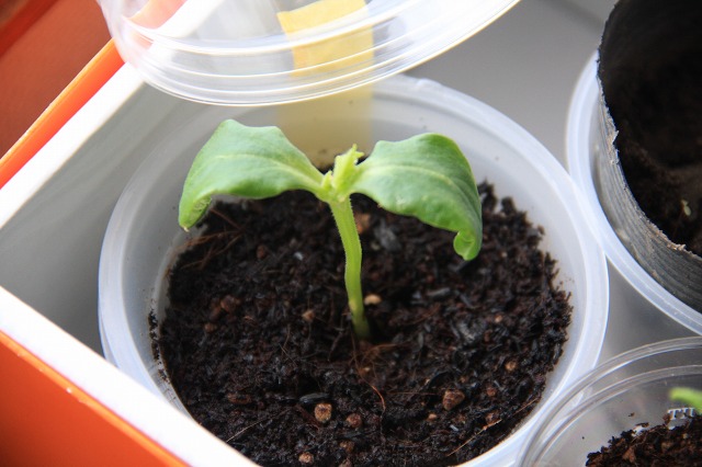 ファイル 65-5.jpg