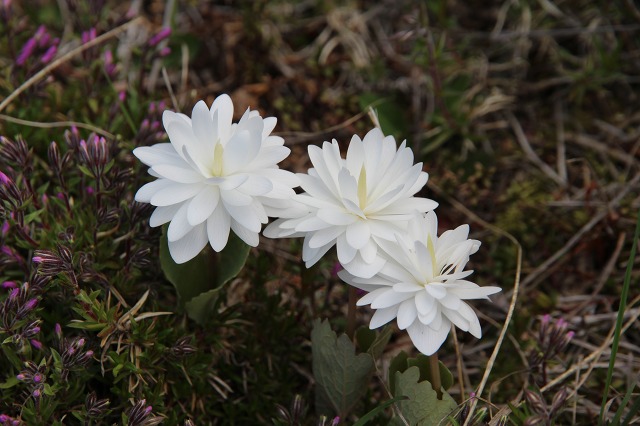 ファイル 65-7.jpg