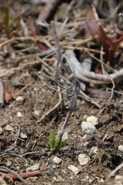 ファイル 69-7.jpg