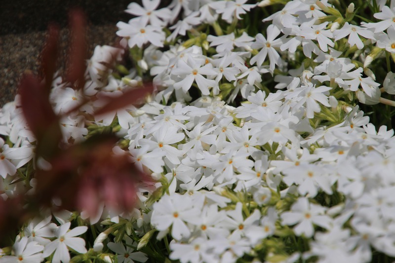 ファイル 69-9.jpg