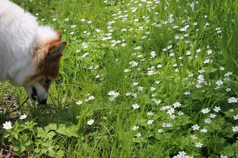 ファイル 70-5.jpg