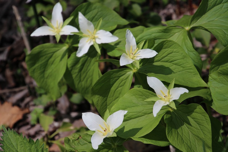 ファイル 70-6.jpg