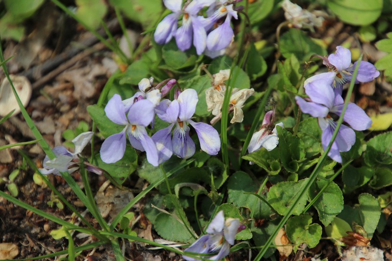 ファイル 70-7.jpg