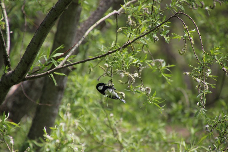 ファイル 70-8.jpg