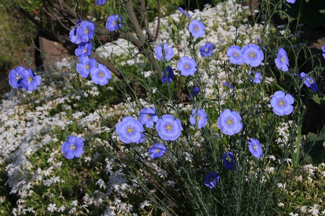 ファイル 74-1.jpg