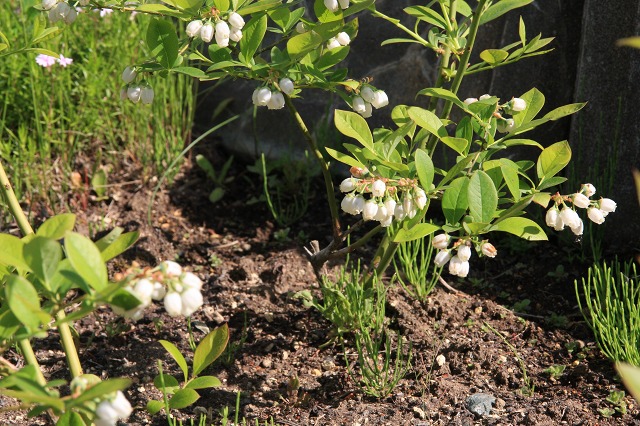 ファイル 74-2.jpg