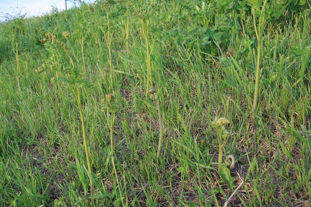 ファイル 74-5.jpg