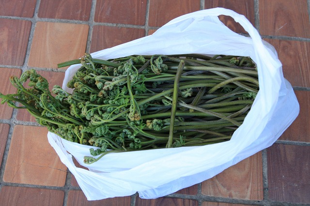 ファイル 74-8.jpg