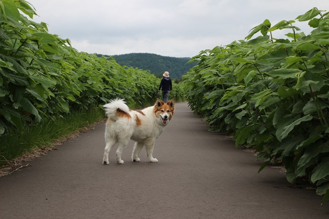 ファイル 75-3.jpg