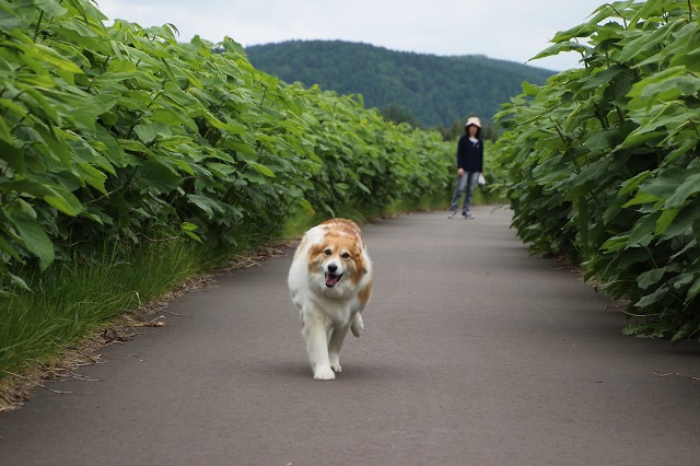 ファイル 75-4.jpg