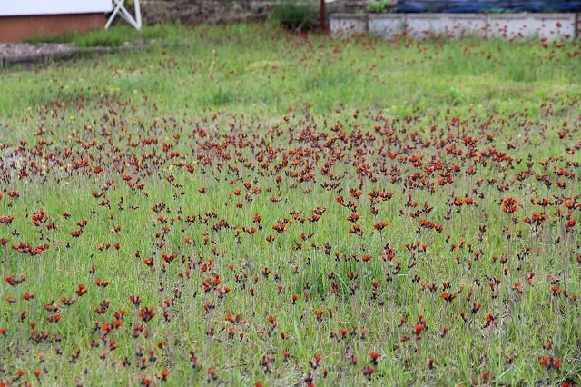 ファイル 79-2.jpg