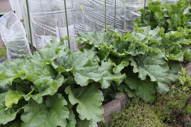 ファイル 79-5.jpg