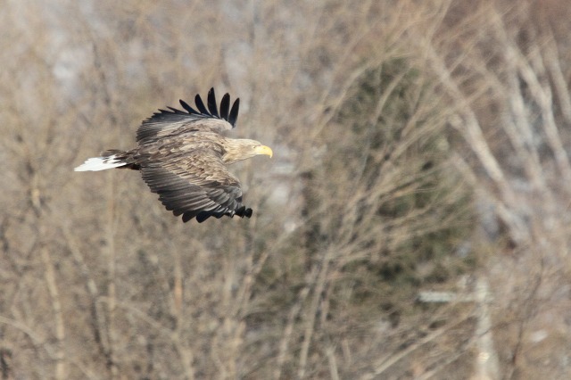 ファイル 8-3.jpg