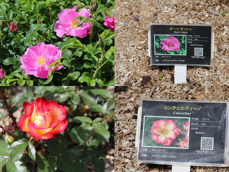 ファイル 80-6.jpg