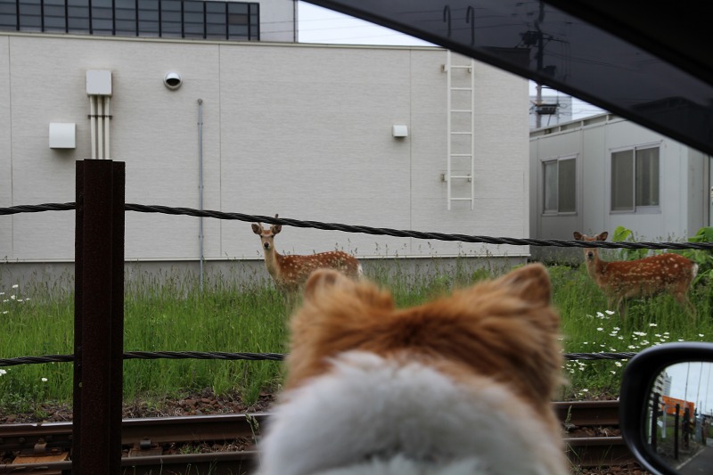 ファイル 84-6.jpg