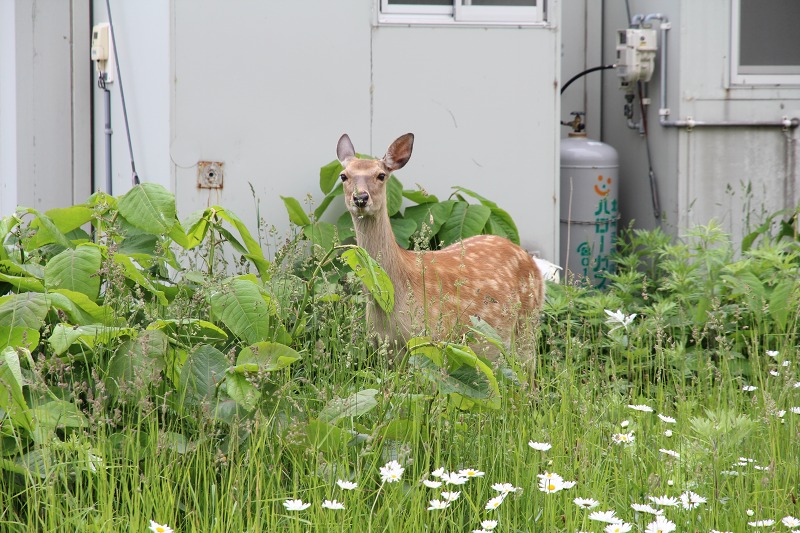 ファイル 84-7.jpg