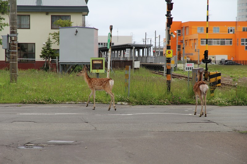 ファイル 84-9.jpg