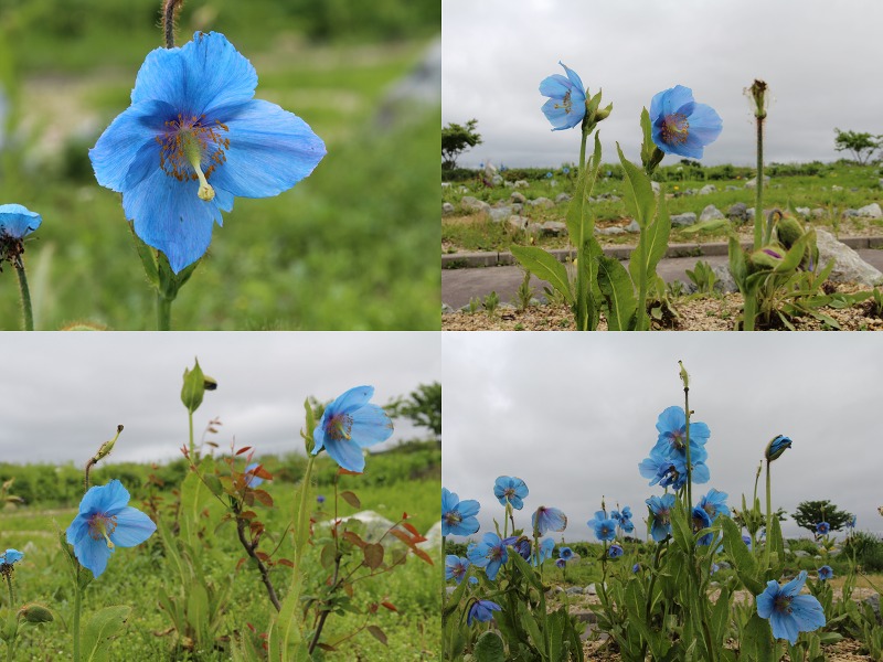 ファイル 91-5.jpg