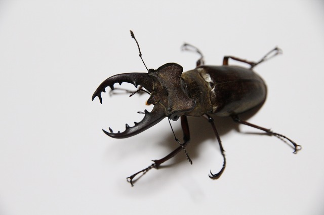 ファイル 95-1.jpg