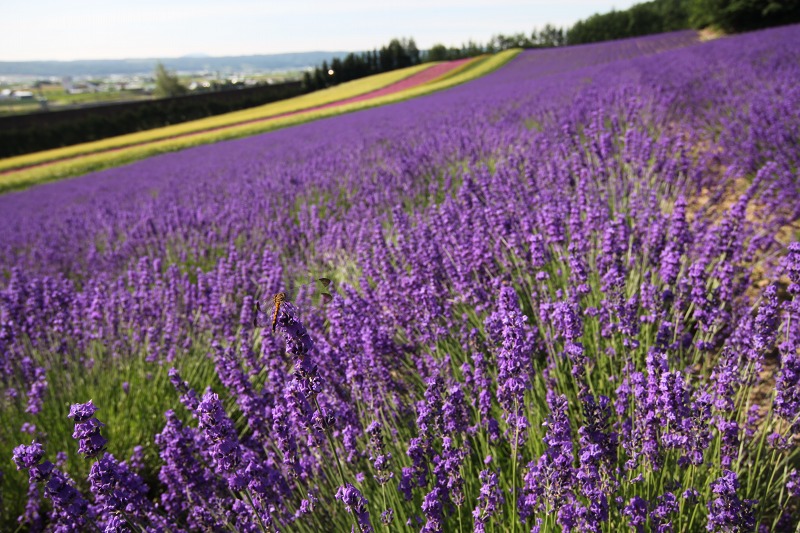 ファイル 96-6.jpg