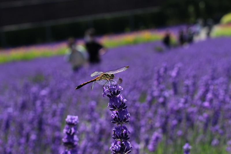 ファイル 96-7.jpg