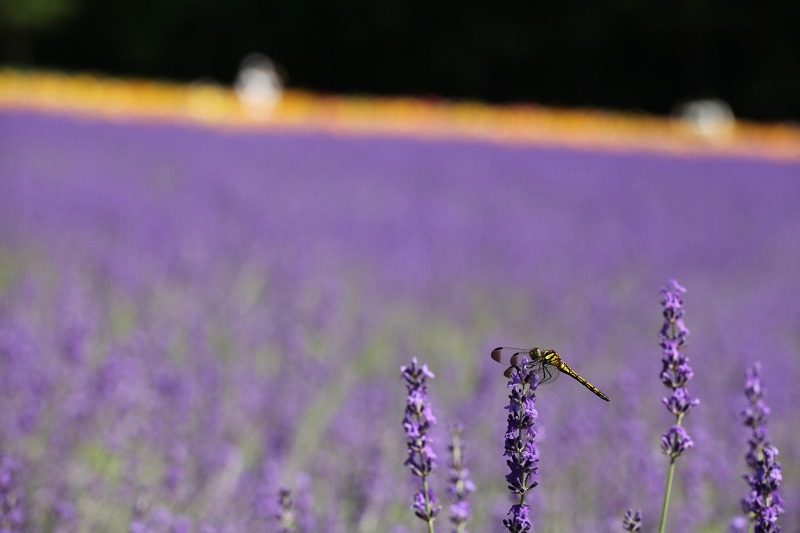 ファイル 97-7.jpg