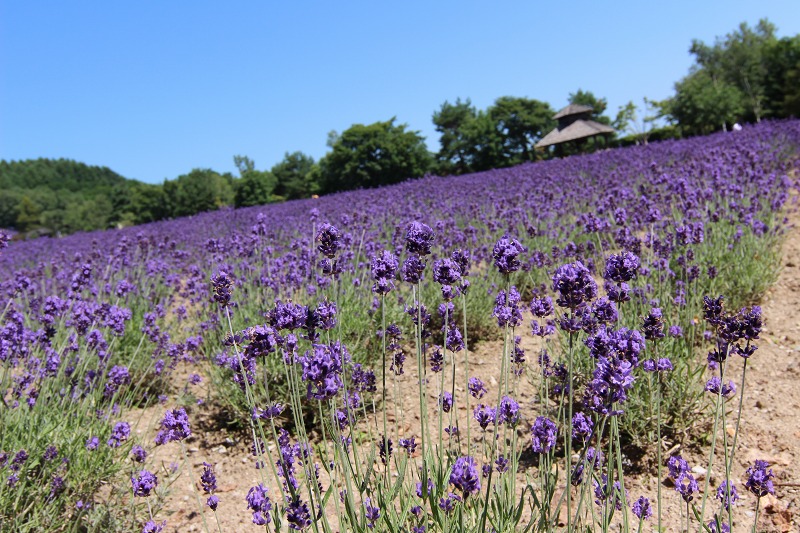 ファイル 98-4.jpg