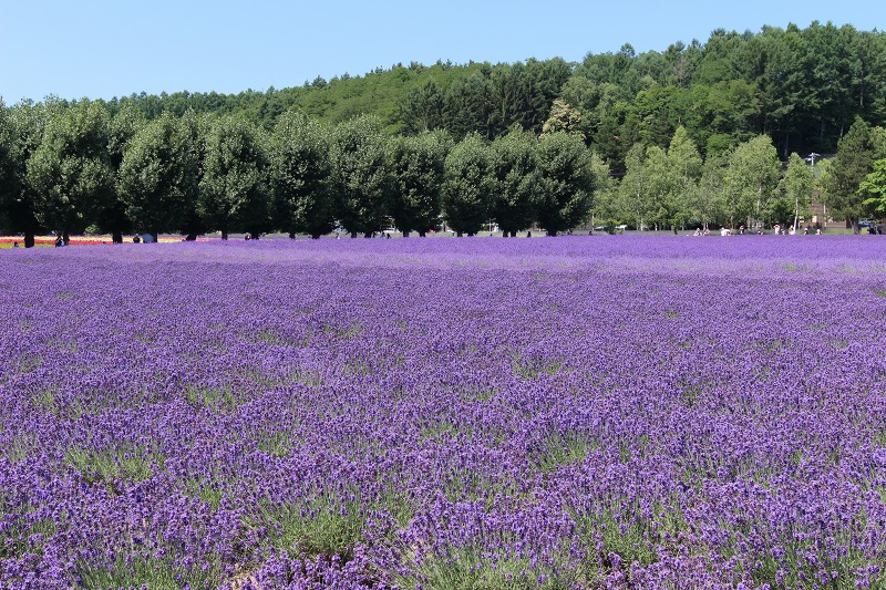 ファイル 98-5.jpg