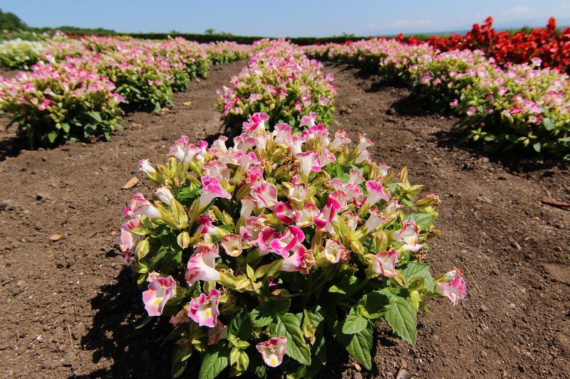 ファイル 98-6.jpg