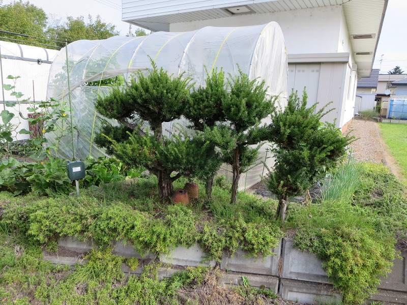 ファイル 100-1.jpg