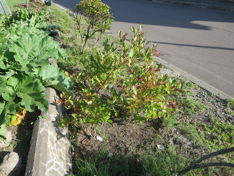 ファイル 100-6.jpg