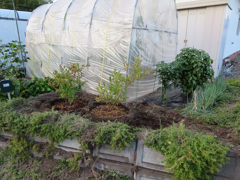 ファイル 100-7.jpg