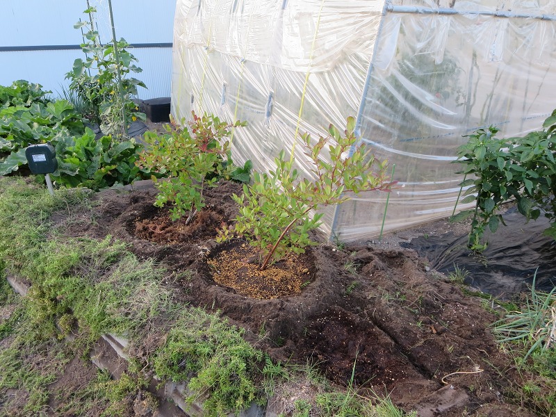 ファイル 100-8.jpg