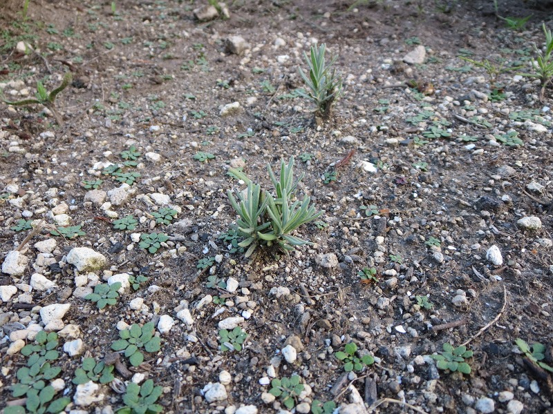 ファイル 100-9.jpg